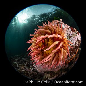 The Fish Eating Anemone Urticina piscivora, a large colorful anemone found on the rocky underwater reefs of Vancouver Island, British Columbia, Urticina piscivora