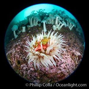 The Fish Eating Anemone Urticina piscivora, a large colorful anemone found on the rocky underwater reefs of Vancouver Island, British Columbia, Metridium farcimen, Urticina piscivora