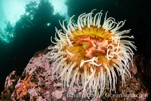 The Fish Eating Anemone Urticina piscivora, a large colorful anemone found on the rocky underwater reefs of Vancouver Island, British Columbia, Urticina piscivora