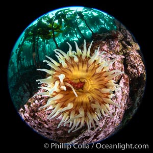 The Fish Eating Anemone Urticina piscivora, a large colorful anemone found on the rocky underwater reefs of Vancouver Island, British Columbia, Urticina piscivora