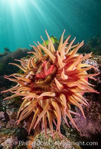 The Fish Eating Anemone Urticina piscivora, a large colorful anemone found on the rocky underwater reefs of Vancouver Island, British Columbia, Urticina piscivora