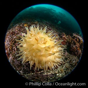 The Fish Eating Anemone Urticina piscivora, a large colorful anemone found on the rocky underwater reefs of Vancouver Island, British Columbia, Urticina piscivora