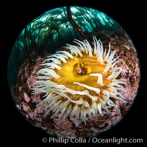 The Fish Eating Anemone Urticina piscivora, a large colorful anemone found on the rocky underwater reefs of Vancouver Island, British Columbia, Urticina piscivora