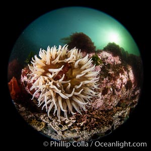 The Fish Eating Anemone Urticina piscivora, a large colorful anemone found on the rocky underwater reefs of Vancouver Island, British Columbia, Urticina piscivora