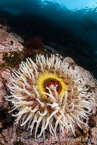 The Fish Eating Anemone Urticina piscivora, a large colorful anemone found on the rocky underwater reefs of Vancouver Island, British Columbia, Urticina piscivora