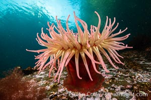 The Fish Eating Anemone Urticina piscivora, a large colorful anemone found on the rocky underwater reefs of Vancouver Island, British Columbia, Urticina piscivora