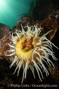 The Fish Eating Anemone Urticina piscivora, a large colorful anemone found on the rocky underwater reefs of Vancouver Island, British Columbia, Urticina piscivora