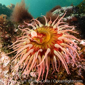 The Fish Eating Anemone Urticina piscivora, a large colorful anemone found on the rocky underwater reefs of Vancouver Island, British Columbia, Urticina piscivora