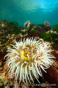 The Fish Eating Anemone Urticina piscivora, a large colorful anemone found on the rocky underwater reefs of Vancouver Island, British Columbia, Urticina piscivora