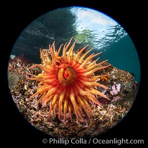 The Fish Eating Anemone Urticina piscivora, a large colorful anemone found on the rocky underwater reefs of Vancouver Island, British Columbia, Urticina piscivora