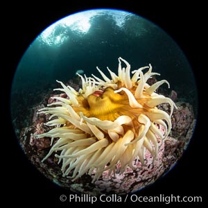 The Fish Eating Anemone Urticina piscivora, a large colorful anemone found on the rocky underwater reefs of Vancouver Island, British Columbia, Urticina piscivora