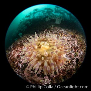 The Fish Eating Anemone Urticina piscivora, a large colorful anemone found on the rocky underwater reefs of Vancouver Island, British Columbia, Urticina piscivora