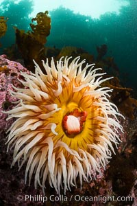 The Fish Eating Anemone Urticina piscivora, a large colorful anemone found on the rocky underwater reefs of Vancouver Island, British Columbia