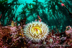 The Fish Eating Anemone Urticina piscivora, a large colorful anemone found on the rocky underwater reefs of Vancouver Island, British Columbia