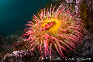 The Fish Eating Anemone Urticina piscivora, a large colorful anemone found on the rocky underwater reefs of Vancouver Island, British Columbia