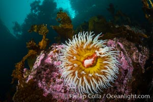 The Fish Eating Anemone Urticina piscivora, a large colorful anemone found on the rocky underwater reefs of Vancouver Island, British Columbia, Urticina piscivora