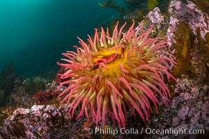 The Fish Eating Anemone Urticina piscivora, a large colorful anemone found on the rocky underwater reefs of Vancouver Island, British Columbia, Urticina piscivora