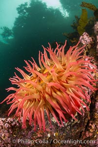 The Fish Eating Anemone Urticina piscivora, a large colorful anemone found on the rocky underwater reefs of Vancouver Island, British Columbia, Urticina piscivora