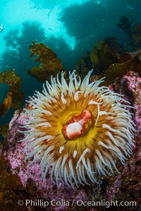 The Fish Eating Anemone Urticina piscivora, a large colorful anemone found on the rocky underwater reefs of Vancouver Island, British Columbia, Urticina piscivora