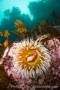 The Fish Eating Anemone Urticina piscivora, a large colorful anemone found on the rocky underwater reefs of Vancouver Island, British Columbia, Urticina piscivora