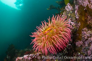 The Fish Eating Anemone Urticina piscivora, a large colorful anemone found on the rocky underwater reefs of Vancouver Island, British Columbia, Urticina piscivora