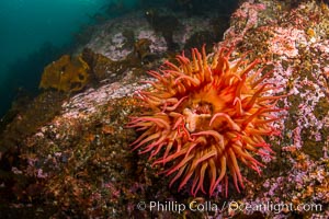 The Fish Eating Anemone Urticina piscivora, a large colorful anemone found on the rocky underwater reefs of Vancouver Island, British Columbia, Urticina piscivora