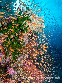 Fish explosion and soft corals on tropical reef in Fiji, Vatu I Ra Passage, Bligh Waters, Viti Levu Island