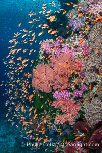Fish explosion and soft corals on tropical reef in Fiji, Vatu I Ra Passage, Bligh Waters, Viti Levu Island