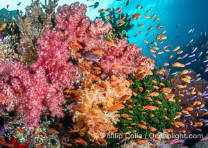 Fish explosion and soft corals on tropical reef in Fiji, Vatu I Ra Passage, Bligh Waters, Viti Levu Island