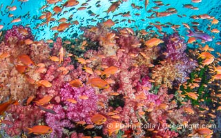 Fish explosion and soft corals on tropical reef in Fiji, Vatu I Ra Passage, Bligh Waters, Viti Levu Island