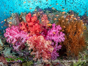 Fish explosion and soft corals on tropical reef in Fiji, Vatu I Ra Passage, Bligh Waters, Viti Levu Island