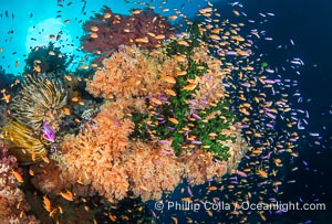 Fish explosion and soft corals on tropical reef in Fiji, Vatu I Ra Passage, Bligh Waters, Viti Levu Island