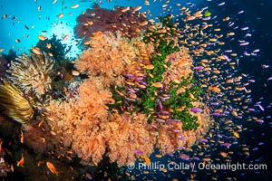Spectacularly colorful coral reef, with swarms of anthias fishes and soft corals, Fiji, Dendronephthya, Tubastrea micrantha, Pseudanthias, Vatu I Ra Passage, Bligh Waters, Viti Levu Island