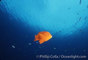 Garibaldi, Hypsypops rubicundus, Catalina Island