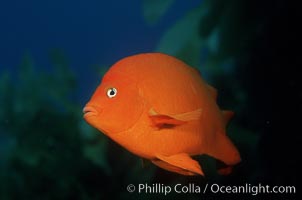 Garibaldi, Hypsypops rubicundus, San Clemente Island