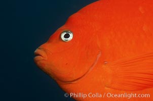 Garibaldi, Hypsypops rubicundus, San Clemente Island