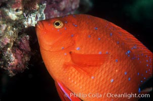 Garibaldi, juvenile, Hypsypops rubicundus, San Clemente Island