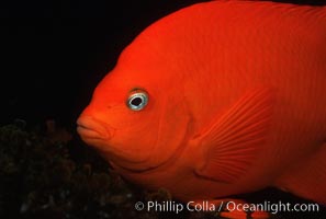 Garibaldi, Hypsypops rubicundus, San Clemente Island