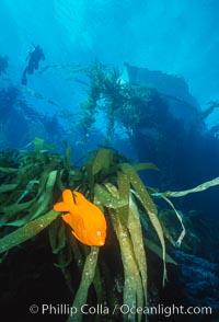 Garibaldi, Hypsypops rubicundus, San Clemente Island