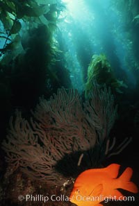 Garibaldi, Hypsypops rubicundus, San Clemente Island