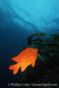 Garibaldi, Hypsypops rubicundus, San Clemente Island