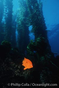 Garibaldi, Hypsypops rubicundus, San Clemente Island