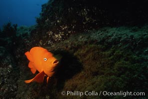 Garibaldi and egg clutch, Hypsypops rubicundus, San Clemente Island