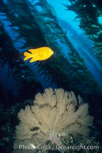 Garibaldi. San Clemente Island, California, USA, Hypsypops rubicundus, natural history stock photograph, photo id 05081