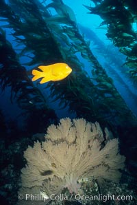 Garibaldi, Hypsypops rubicundus, San Clemente Island