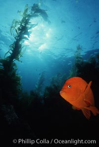 Garibaldi, Hypsypops rubicundus, San Clemente Island