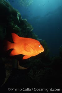 Garibaldi, Hypsypops rubicundus, San Clemente Island