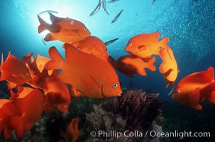 Garibaldi, Hypsypops rubicundus, San Clemente Island