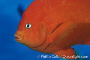 Garibaldi, Hypsypops rubicundus, San Clemente Island