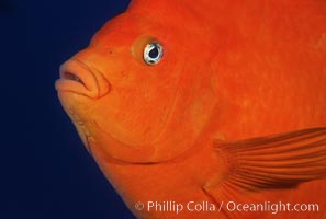 Garibaldi, Hypsypops rubicundus, San Clemente Island